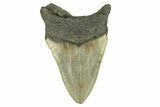 Serrated, Fossil Megalodon Tooth - North Carolina #295366-1